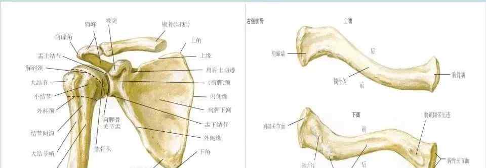 肱骨 收藏丨超全肩关节解剖图解