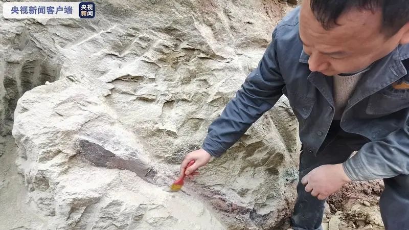 四川自贡市民散步发现1.6亿年前恐龙化石 网友：不愧是恐龙之乡