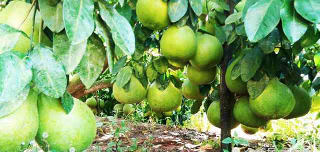 柚子的产地 广东有个全国最大的沙田柚生产基地，盛产国家级柚子