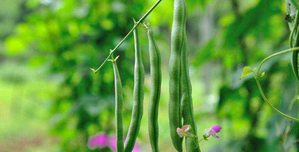 四季豆种植 手把手教你种四季豆，4个高产措施做到位，豆子轻松结满架