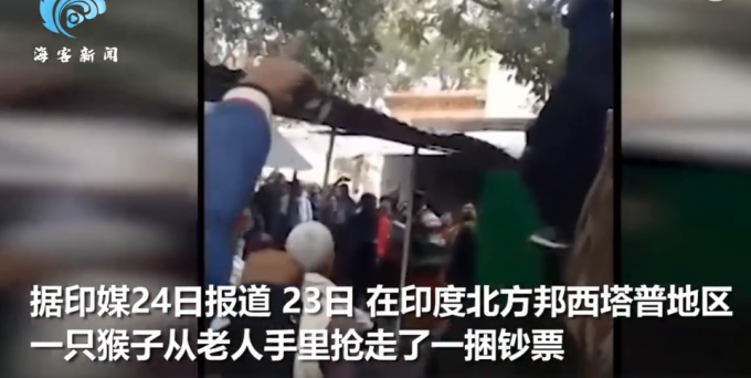 印度一老人给儿子治病钱被猴子抢走乱撒 好心路人爬上树引诱猴子还钱