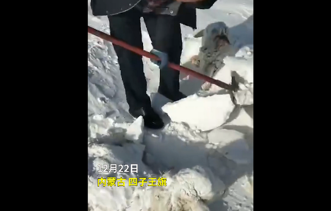 内蒙古小伙雪地里挖出7只活羊 “无辜”的小脑袋看乐网友：可把羊冻坏了！