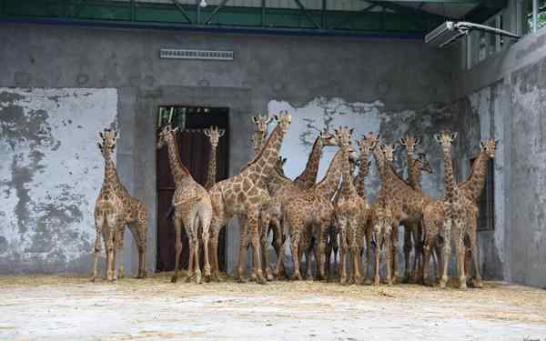 南非长颈鹿 重庆从南非引种20只长颈鹿 今日顺利入住乐和乐都