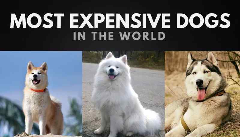 最贵的狗排名第一 世界上20条最昂贵的狗，第一名没有想到是它