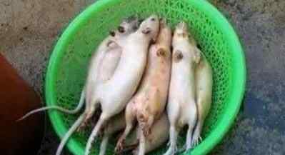 老鼠肉冒充羊肉 江苏无锡嫌犯用老鼠肉冒充羊肉销往苏沪多地