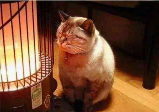 猫怕冷吗 猫界“最怕冷”的6种猫，不注意保暖，很容易感冒！
