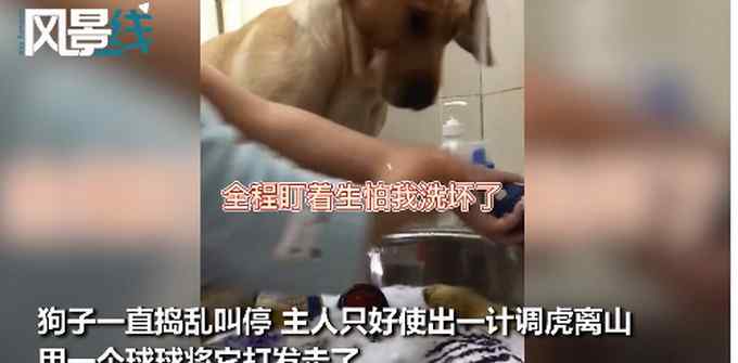 拉布拉多全程监督主人洗玩具 愁容满面一脸担忧 网友：操心的命啊