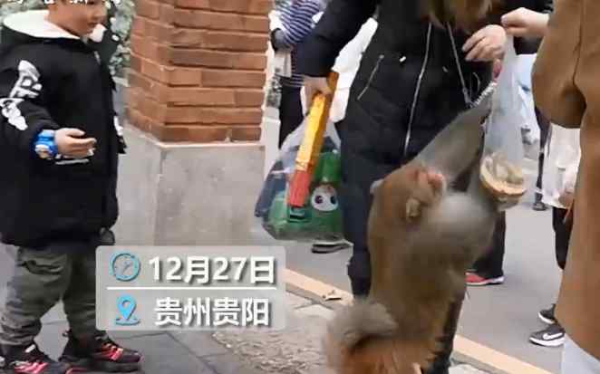 公园猕猴猖狂抢夺游客食物：女子欲上前拍照 “猴哥”伸手就是一巴掌