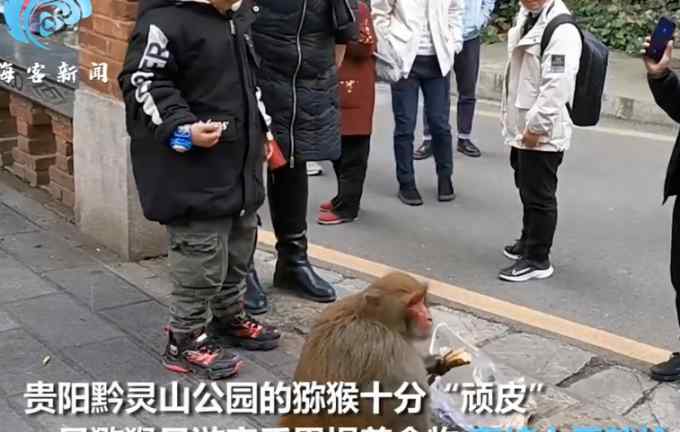 公园猕猴猖狂抢夺游客食物：女子欲上前拍照 “猴哥”伸手就是一巴掌