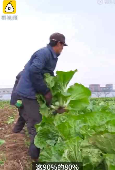 韩国进口泡菜8成来自山东小镇：订单接到手软 韩国天气决定种植面积