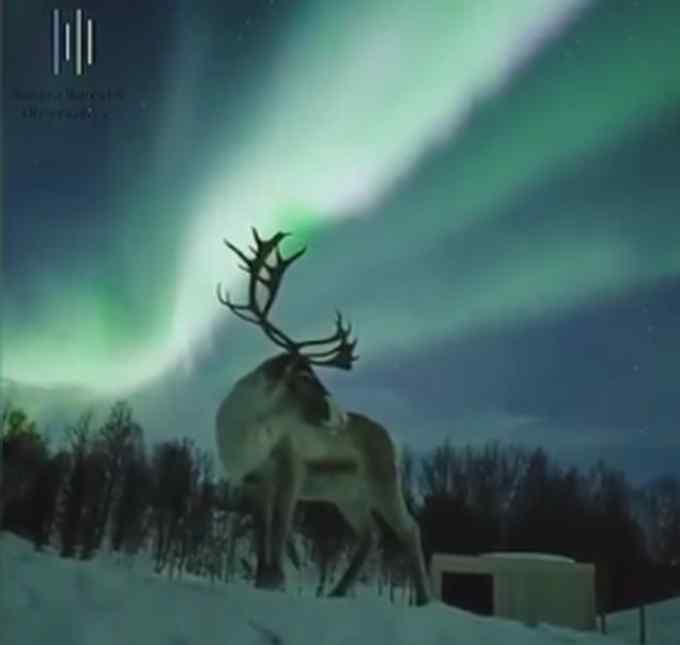 美翻了！极光下漫步的驯鹿 画面仿佛北欧童话 网友：天选之鹿