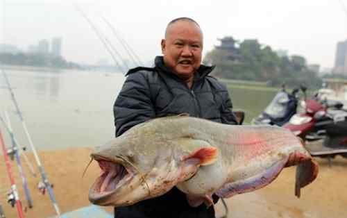 钓到鱼的图片 衡阳市民在湘江钓上一条45斤的大鱼