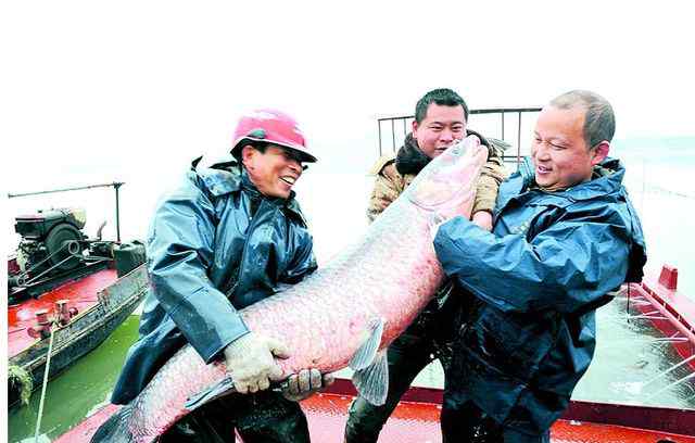 青鱼王 岳阳捞起1.6米长“青鱼王” 重达46.5公斤
