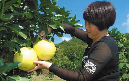 柚子树的种植技术 柚子树成摇钱树 温岭红心柚能否分一杯羹