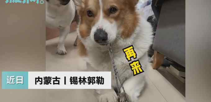 狗子沉迷用皮筋崩自己脑袋乐此不疲 眯眼准备的动作逗笑网友：真是个憨憨！