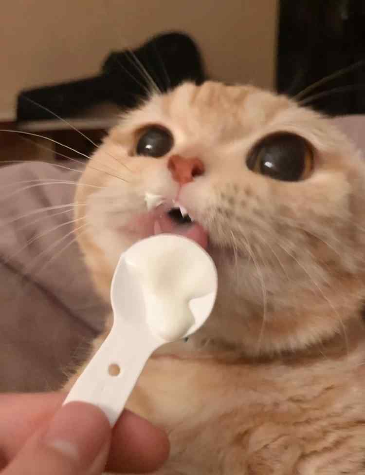 猫能吃酸奶吗 猫咪可以喝酸奶吗？这些知识，你现在知道还不晚