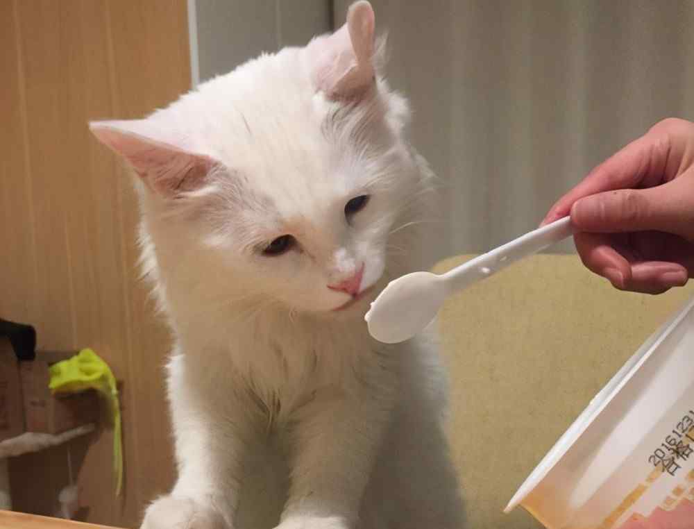 猫能吃酸奶吗 猫咪可以喝酸奶吗？这些知识，你现在知道还不晚