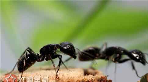 黑蚂蚁泡酒有什么功效 海关拦截活体蚂蚁旅客称用来泡酒 蚂蚁有什么药用价值