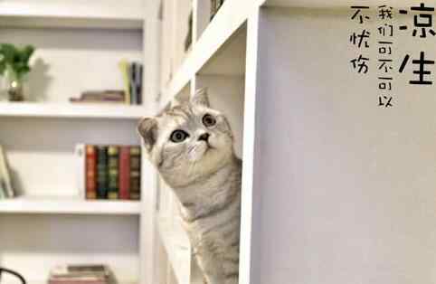 冬菇是什么 冬菇是不是程天佑的猫什么品种 冬菇和凉生的关系又如何