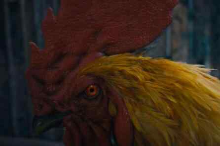 湘西怒晴 怒晴湘西怒晴鸡是什么品种 为什么它是六翅蜈蚣的克星