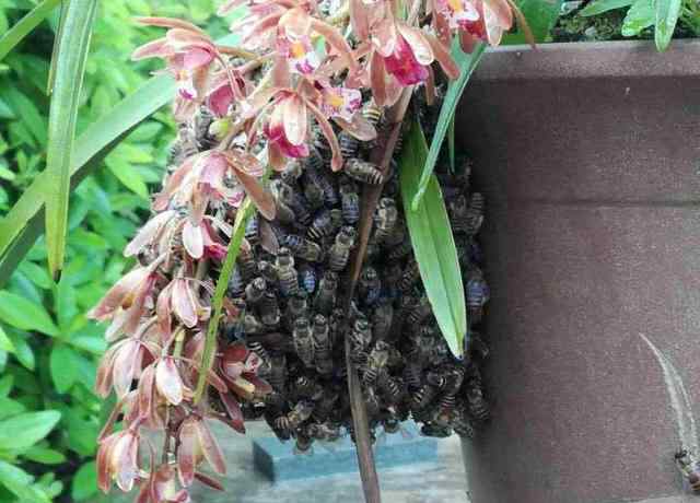 蜜蜂兰 衢州一兰花上趴数千只雄蜂 下雨天也聚集不散