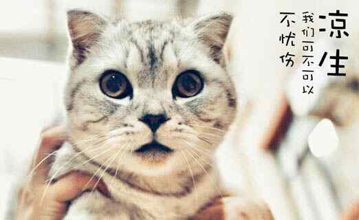 冬菇是什么 冬菇是不是程天佑的猫什么品种 冬菇和凉生的关系又如何