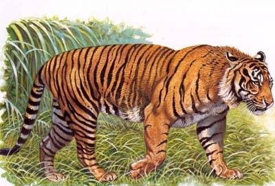 世界上第二小老虎——爪哇虎的灭绝