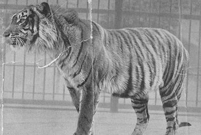 世界上第二小老虎——爪哇虎的灭绝