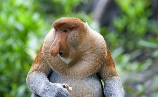 喂这种猴子吃香蕉，可能会要了它的命！