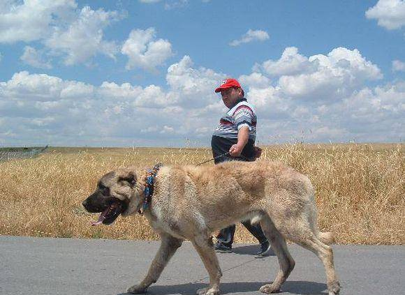 世界最大没有之一，土耳其坎高犬！你知道多少？