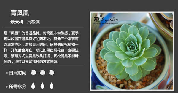 【多肉百科】史上最全多肉植物种类图文对照表  ！