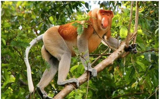 喂这种猴子吃香蕉，可能会要了它的命！