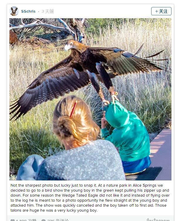 澳洲老鹰抓小孩?只是偶然不必恐慌