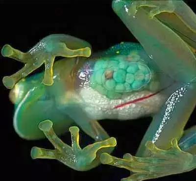 玻璃蛙——见过透明的青蛙吗？