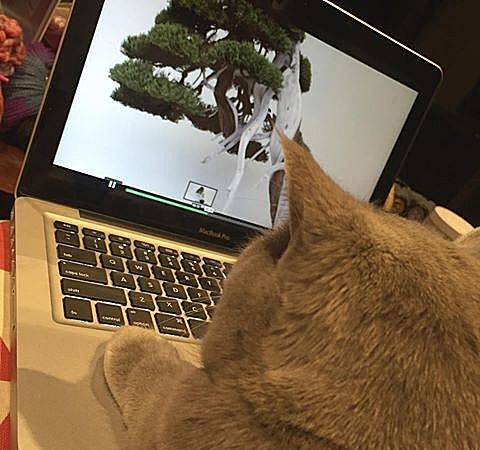 “盆景猫”这种虐猫网站为什么关不掉？！