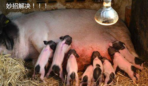 母猪产后不让小猪吃奶,一个妙招解决
