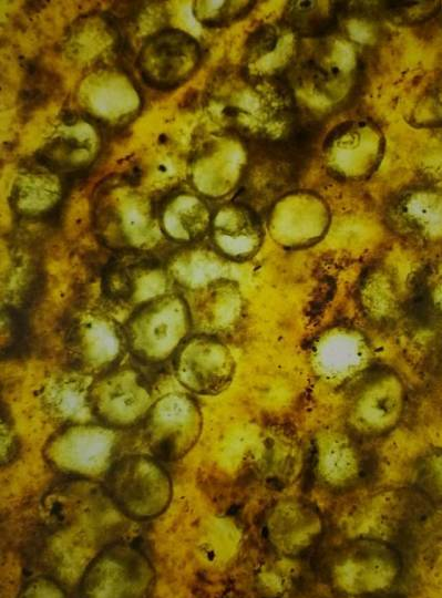 地球生命的始祖--蓝藻与它的叠层石