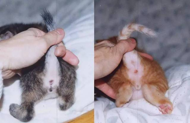如何分辨公猫母猫？