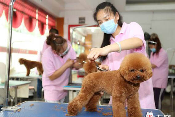 贵宾犬为什么成了让人讨厌的犬种？