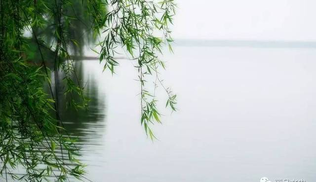 春草年年绿