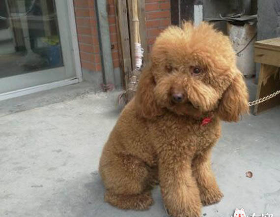 贵宾犬为什么成了让人讨厌的犬种？