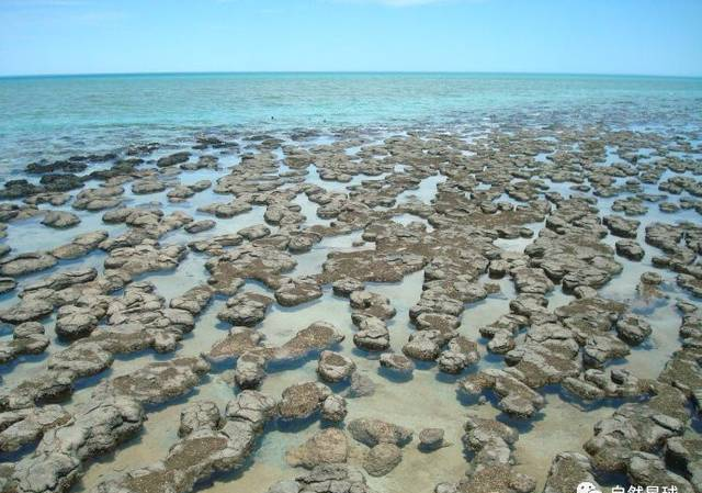 地球生命的始祖--蓝藻与它的叠层石
