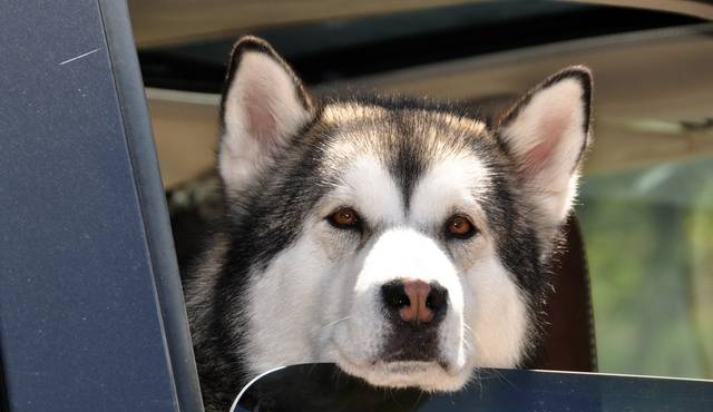 纯种阿拉斯加犬多少钱一只阿拉斯加犬价格