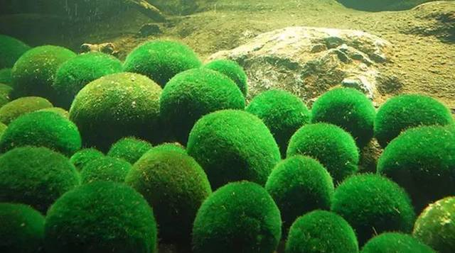 你知道绿藻球是如何形成球状的吗？