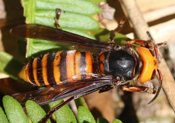 可怕的中国大虎头蜂，致命的生物入侵者