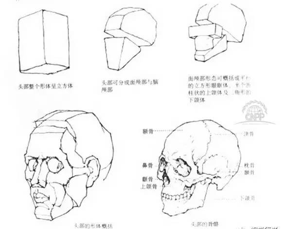【干货】人体头部解剖规律图，人体头部结构你知多少？