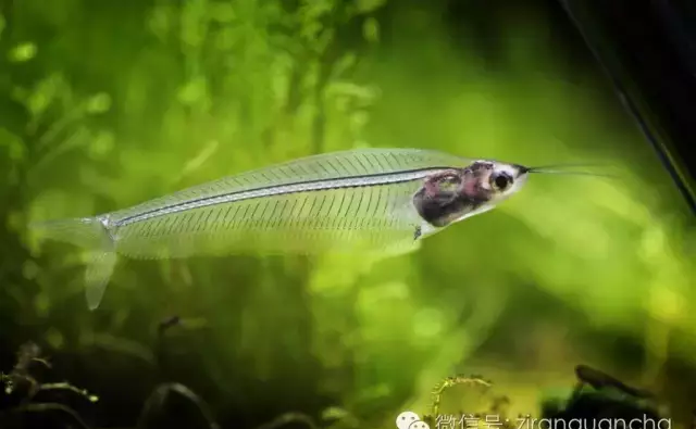 本是一种鱼，却被称为玻璃猫