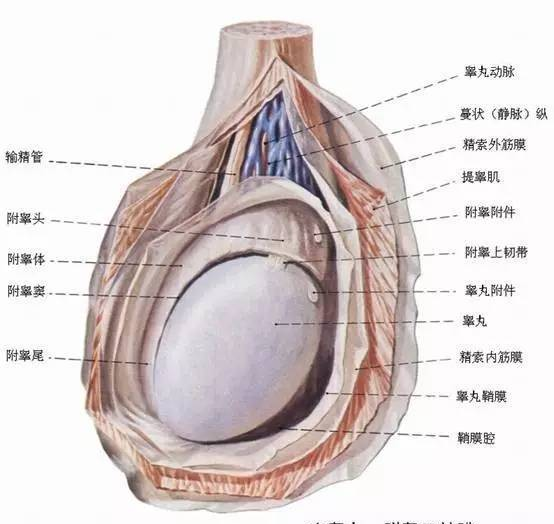 男人的蛋蛋到底有多脆弱？