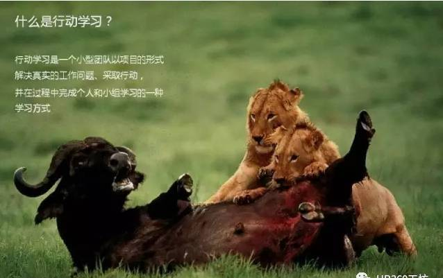 关于行动学习，你需要知道这些
