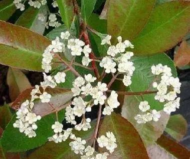石楠花——这是什么味道？